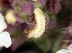 Голубянка-арион_гусеница_II_2